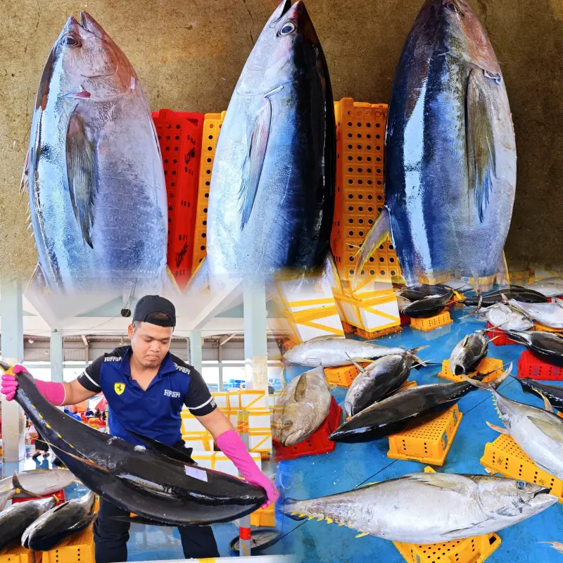 Trúng đậm cá ngừ đại dương ở Hoàng Sa, cá nặng 45 kg phải 3 người khiêng